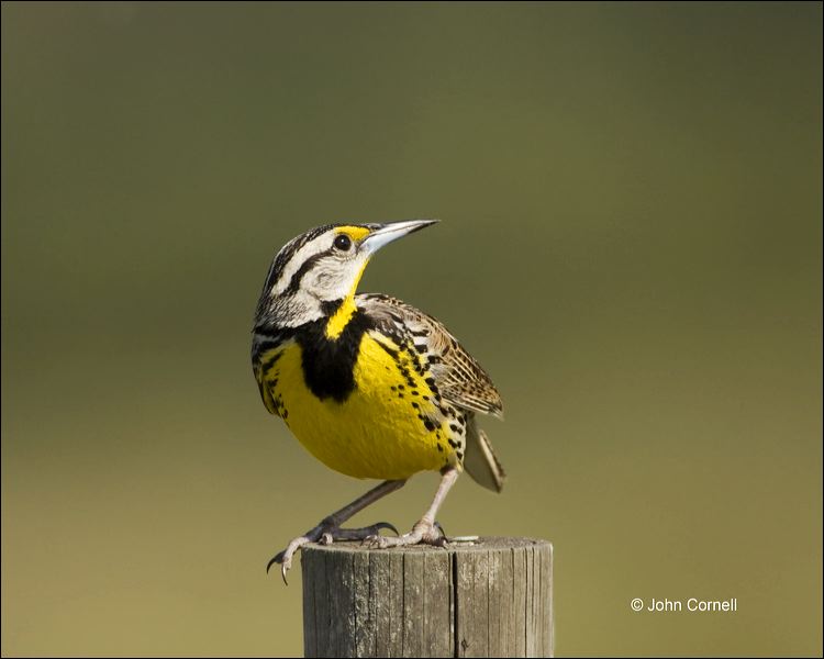 Florida;Southeast USA;Eastern Meadowlark;Meadowlark;Sturnella magna;one animal;close-up;color image;nobody;photography;day;outdoors. Wildlife;birds;animals in the wild